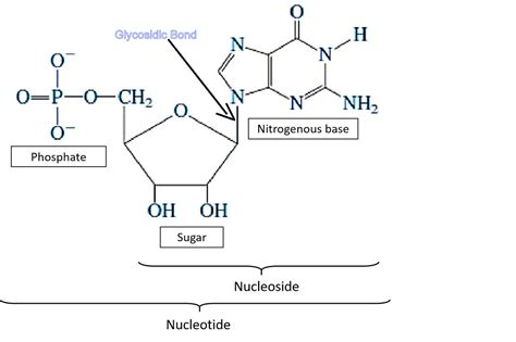 Glycosidic Bond Exists In Dna Molecule Between A Sugar Class 12 Biology