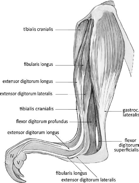 Anatomy muscle attachments skeltal chart. Muscles of the lateral leg of Dendrolagus lumholtzi (left). | Download Scientific Diagram