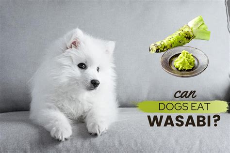 Can Dogs Eat Wasabi Dangers Benefits And Research Canine Bible