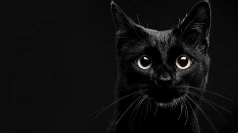 Free Download Black Cat Marvel Wallpaper Marvel Mangaverse Black Cat