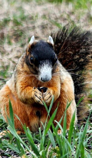 No, it is illegal to have flying squirrels as pets in colorado, i was just doing research on this myself and i ran across an article about it. Our Last Week in Florida | Fox squirrel, Squirrel pictures ...