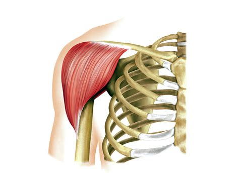 Shoulder Muscles Photograph By Asklepios Medical Atlas Porn Sex Picture