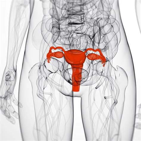 Pics Body Parts Level Answer Uterus