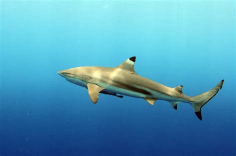 Carcharhinus Melanopterus
