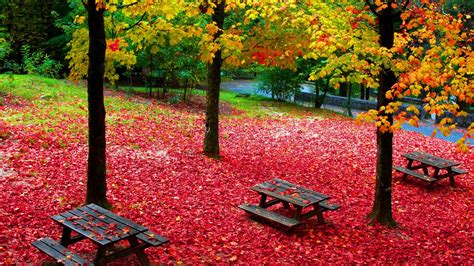 Autumn Foliage Beautiful Colorful Park With Wooden Benches 4k Hd Nature