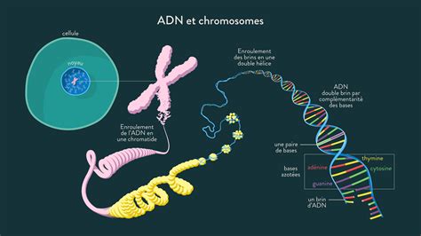 Schéma Bilan Adn Et Chromosomes Schoolmouv