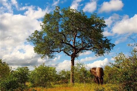 5 Amazing African Trees Africa Geographic