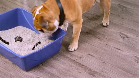 Stop Your Dog From Eating Cat Stools With Outta My Box Naturvet Youtube
