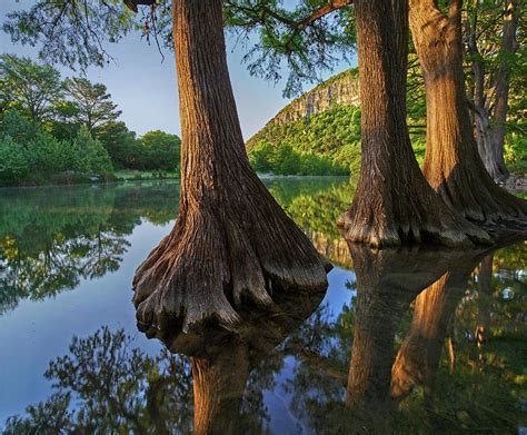 Bald Cypress Trees In River Frio River Garner State Park Texas
