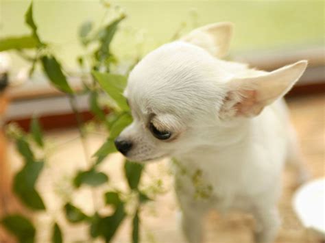 Cute Dogs White Chihuahua Dogs