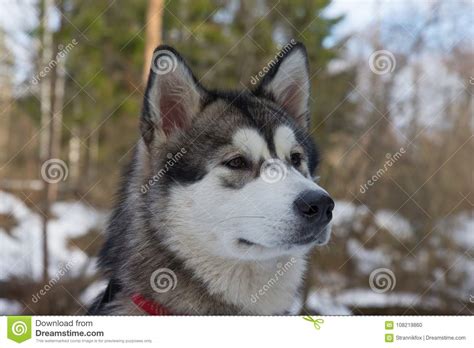 Dog Breed Alaskan Malamute In A Snowy Forest Stock Photo Image Of