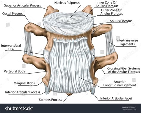 Intertransverse ภาพ ภาพสต็อกและเวกเตอร์ Shutterstock