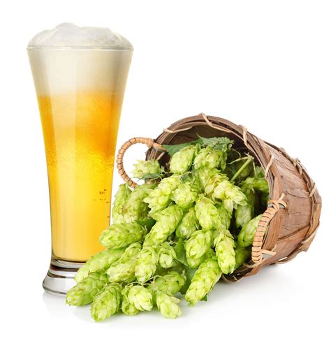 Hops Facts And Health Benefits