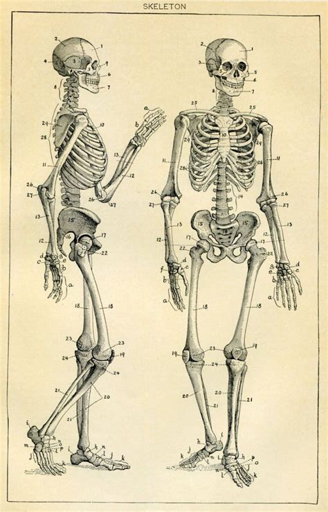 Skeleton Antique Book Plate Medical Ephemera Human Anatomy Etsy