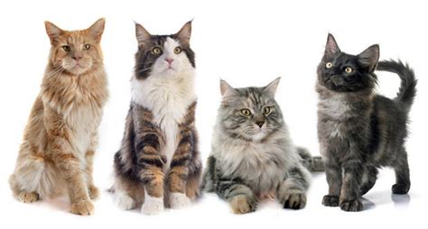 List Of 15 Different Colors Of A Maine Coon Cat Maine Coon Admirer