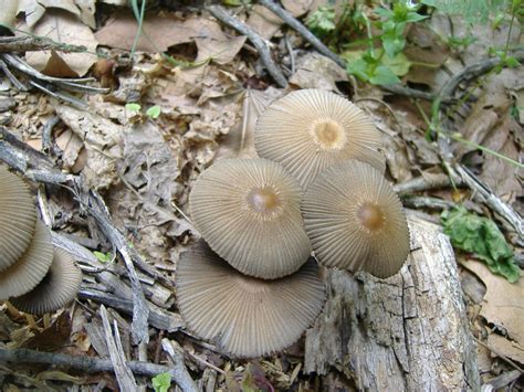 Ohio Pa And West Virginia Area Finds Mushroom Hunting And