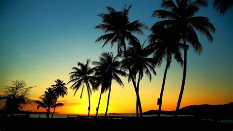 Palm Trees In Sunset 1366 X 768 Hdtv Wallpaper