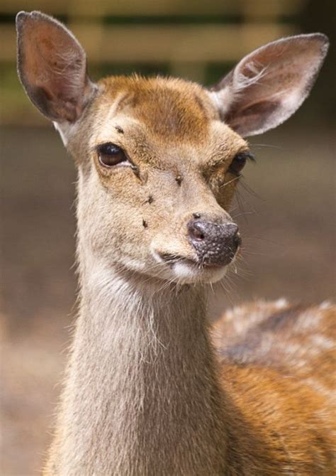 Photo Of Red Deer At New Forest Wildlife Park By Steve