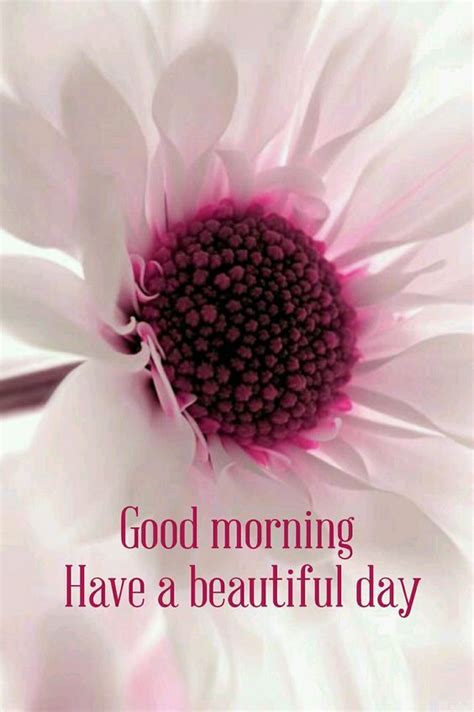 Good Morning Have A Beautiful Day Flower Quote Pictures Photos And