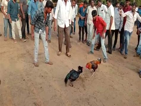 Andhra Police Bust Illegal Cockfighting And Betting Racket 6 Arrested City Times Of India