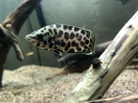 Leopard Bush Fish Spotted Leaf Cichlid Free Expedited Shipping
