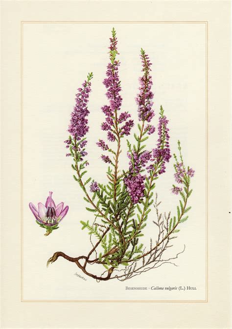 Cross Leaved Heath Vintage Lithograph From 1958 Botany Illustration