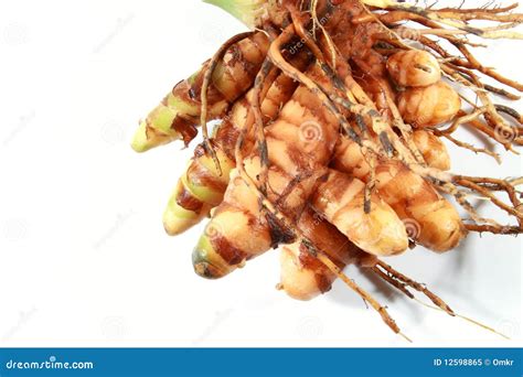 Raw Turmeric Plant With Roots Stock Image Image Of Isolated