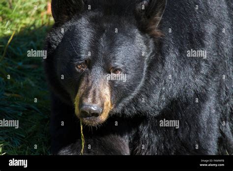 Huge Male Black Bear Ursus Americanus In Autumn Stock Photo Alamy