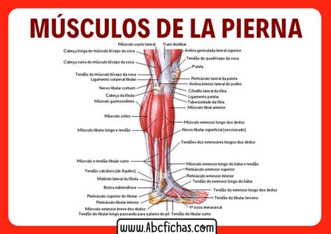 Anatomia De La Pierna Abc Fichas