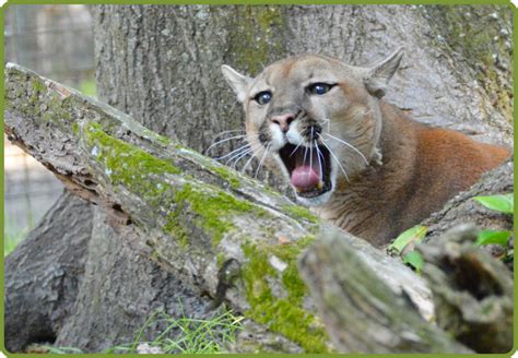 Eastern Puma Declared Extinctbut Did It Ever Really Exist Animals 24 7