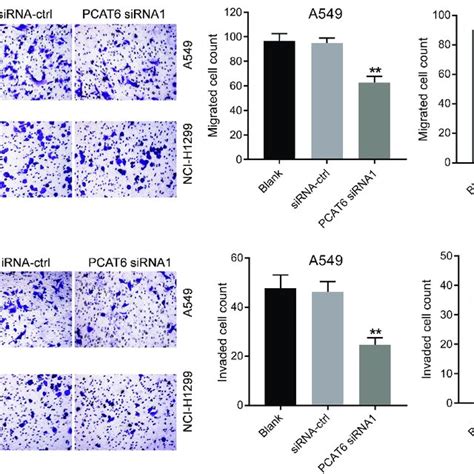 knockdown of pcat6 inhibited the migration and invasion of nsclc cells download scientific