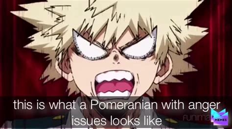 Angry Pomeranian Anime Memes Douroubi