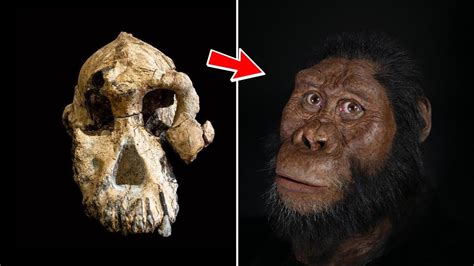 Meateating Among The Earliest Humans The Hominid Post