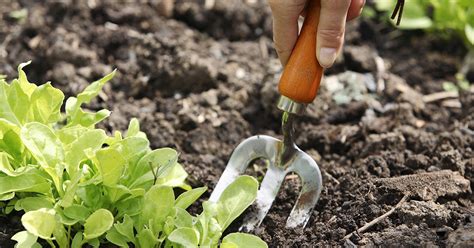 Stay Healthy By Getting In Touch With Your Green Thumb National