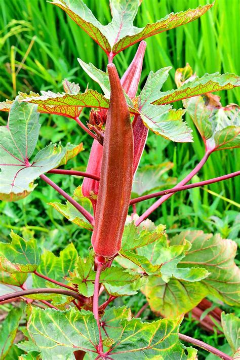 The 13 Best Okra Varieties For Your Vegetable Patch Gardeners Path