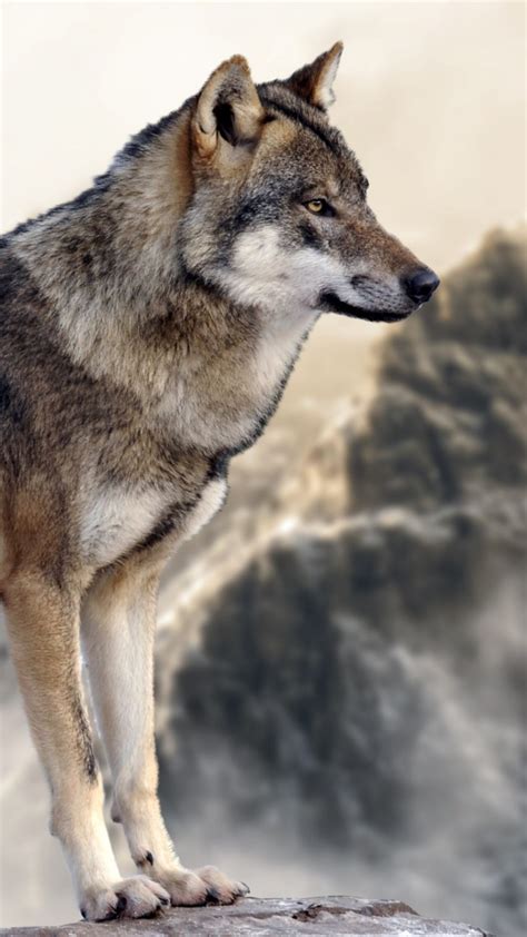 Perfect screen background display for desktop, iphone, pc, laptop, computer. Wallpaper wolf, mountain, 4k, Animals #16064