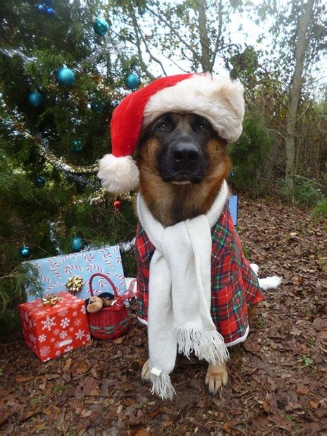 585 Best Christmas Animals Images On Pinterest Christmas