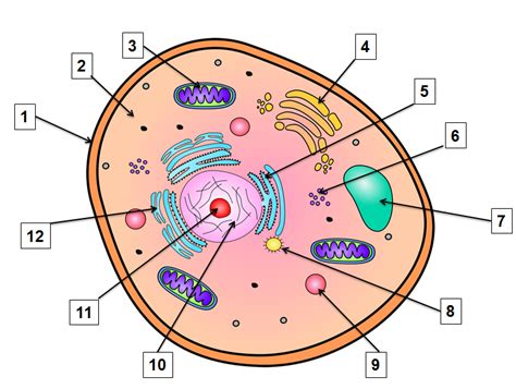 Cell Organelles Diagram Quizlet