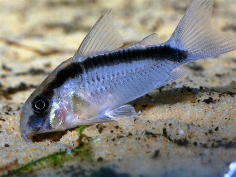 Do Cory Catfish Fins Grow Back Amazing Aquarium Stuff