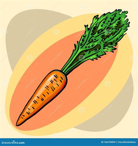 Orange Carrots With Leaves Vector Ripe Root Crop Garden Plant