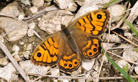Neonicotinoid Pesticides Linked To Butterfly Declines Butterfly