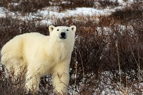 3 Amazing Polar Bear Tours From Churchill Manitoba What
