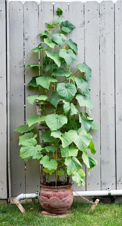 Container Growing Cucumbers Plant Grow And Harvest Tips
