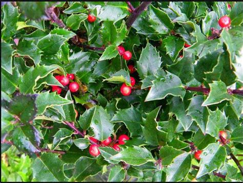 Blue Princess Holly For Sale Compare Best Prices Buyevergreenshrubs