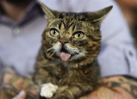 Lil Bub Pioneer In Internet Famous Cats Dies At 8 The New York Times