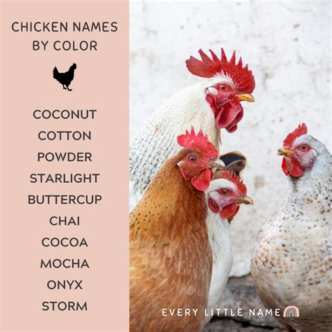 300 Best Chicken Names Classic Cute And Clever Every Little Name