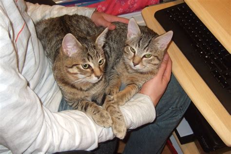 Cutie kittys! - Kitties Photo (38981166) - Fanpop