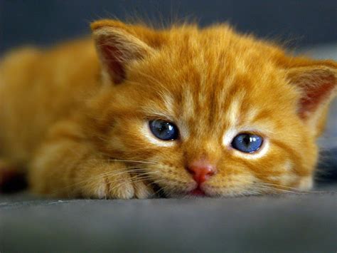 Orange Tabby Cat With Green Eyespet Photos Gallery Cats Pet Photos