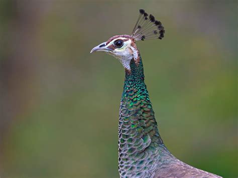 Female Peacocks Male Vs Female Identification Guide Birdfact