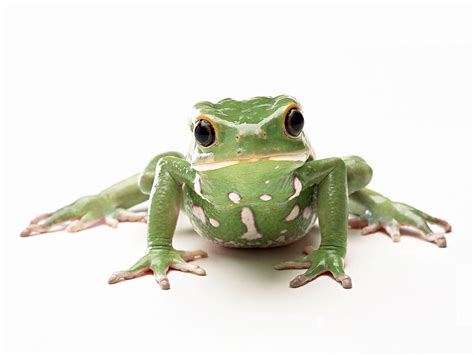 Funny Frog Wallpaper Wallpapersafari